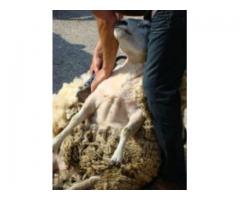 Strzyżenie owiec Lubuskie