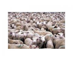 HODOWCA sprzeda owce i jagnięta